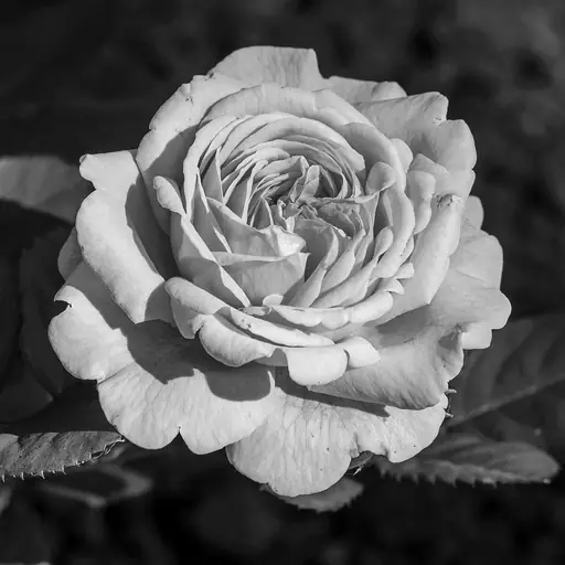 illustration: rose