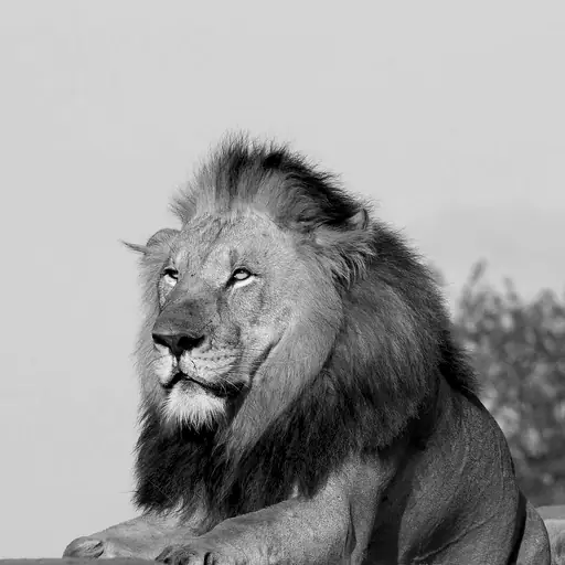 illustration: lion