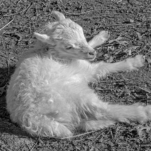 illustration: lamb