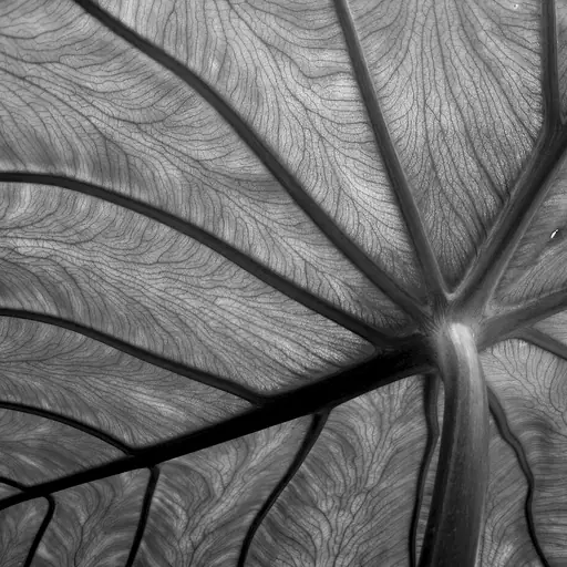 illustration: leaf