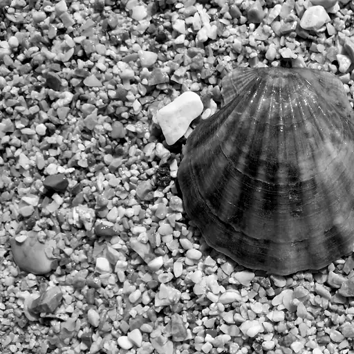 illustration: shell