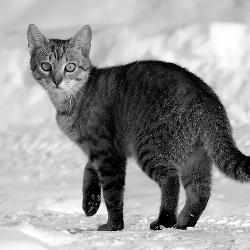 illustration: cat